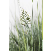 Close-up van grassen zaadstand