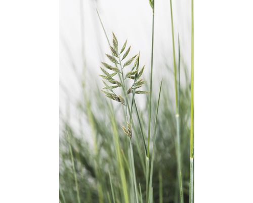 Close-up van grassen zaadstand