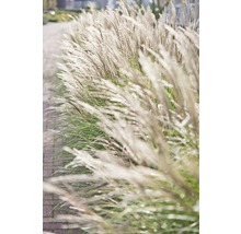 FloraSelf Prachtriet Miscanthus sinensis 'Adagio' potmaat Ø 14 cm H 10-40 cm
