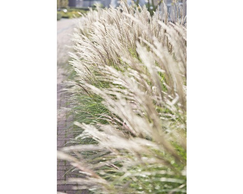 Chinees riet in de tuin