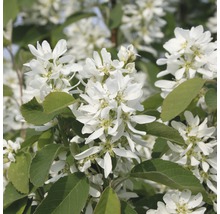 Bloemen van de krentenboom met groene bladeren
