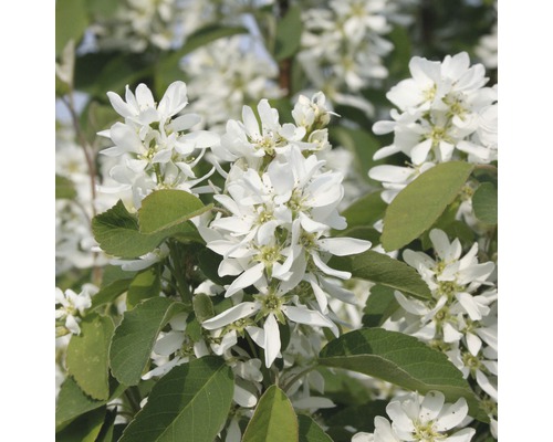 FLORASELF Krentenboompje Amelanchier lamarckii 'Obelisk' potmaat Ø 34,0 cm H 100-125 cm FLORASELF Krentenboompje Amelanchier lamarckii 'Obelisk' potmaat Ø 34,0 cm H 100-125 cm