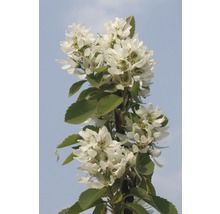 Bloeiende krentenboom met witte bloemen