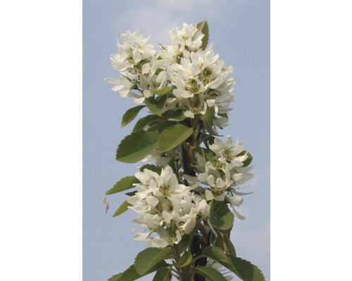 Bloeiende krentenboom met witte bloemen