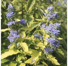 Blauwe bloemheester met geelgroen blad