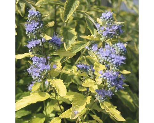 Blauwe spirea Caryopteris clandonensis 'Summer Sorbet' potmaat Ø 21,0 cm H 40-60 cm Blauwe spirea Caryopteris clandonensis 'Summer Sorbet' potmaat Ø 21,0 cm H 40-60 cm