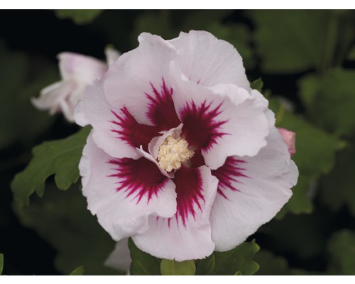 Close-up van een hibiscusbloem met witte bloemblaadjes en een rood centrum