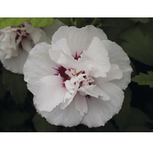 Close-up van een gevulde hibiscusbloem