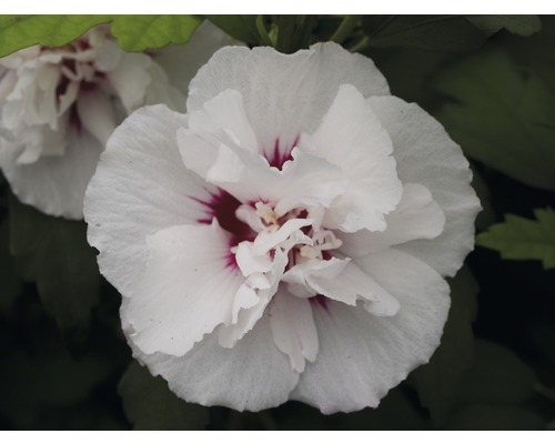 Close-up van een gevulde hibiscusbloem