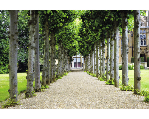 Gezicht op een grindpad omzoomd door bomen
