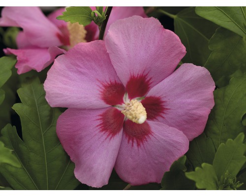 Close-up van een roze hibiscusbloem met groene bladeren.