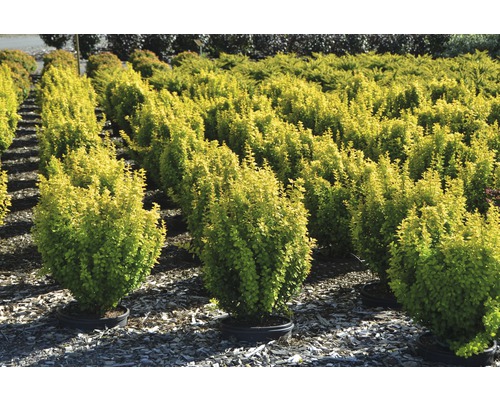 Rij berberisstruiken in potten voor de tuin