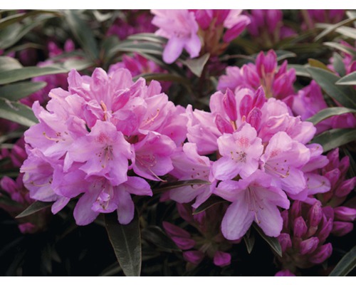 FloraSelf Pontische rhododendron Rhododendron ponticum 'Graziella' potmaat 5 liter H 25-30 cm