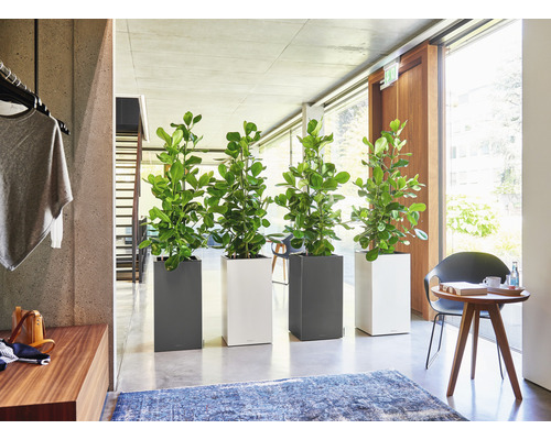 Interieur met vier planten in vierkante plantenbakken