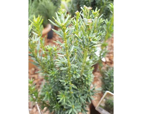 Detailopname van groenblijvende taxus