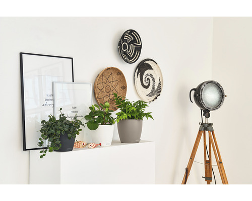 Decoratief interieur met planten in potten, wanddecoraties en een schijnwerper op een statief.