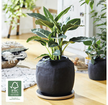Interieurfoto van een kamer met een plant in een gestructureerde pot op een houten voet en het FSC-keurmerk