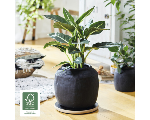 Interieurfoto van een kamer met een plant in een gestructureerde pot op een houten voet en het FSC-keurmerk