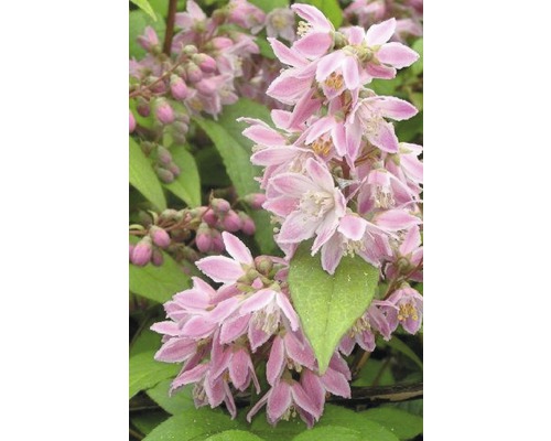 FLORASELF Bruidsbloem Deutzia magnifica 'Tourbillon Rouge' potmaat Ø 29 cm H 80-100 cm