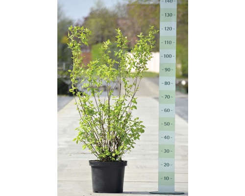 Liguster in pot met maatindicatie