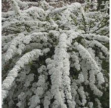FLORASELF Spierstruik Spiraea nipponica 'Snowmound' potmaat Ø 29,0 cm H 80-100 cm