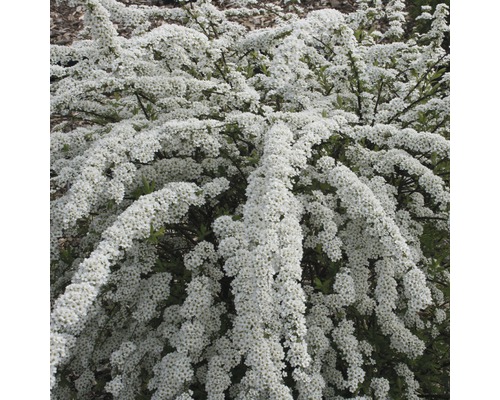 Bruidsspirea met witte bloemen