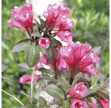 Bloeiende Weigelia struik