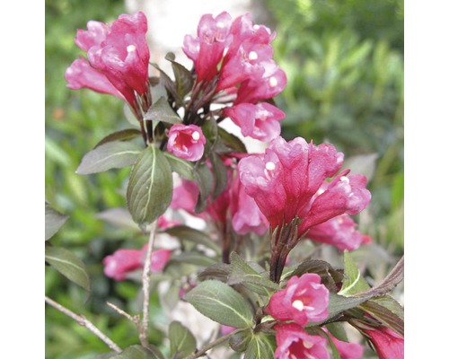 Bloeiende Weigelia struik