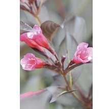 Close-up van een Weigelia plant met roze bloemen en donker blad.