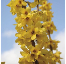 FLORASELF Chinees klokje Forsythia intermedia 'Goldrausch' potmaat Ø 29 cm H 80-100 cm