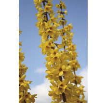 FLORASELF Chinees klokje Forsythia intermedia 'Goldrausch' potmaat Ø 29 cm H 80-100 cm