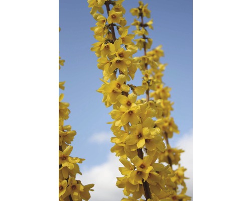 Bloeiende forsythia tegen een blauwe lucht