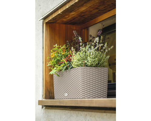 Plantenbak met diverse kruiden in het venster