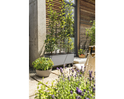 Scene met een grijze plantenbak met klimrek en planten op een terras.