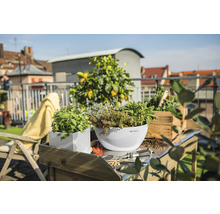 Scene met diverse kruiden in plantenbakken op een tuintafel in de buitenlucht