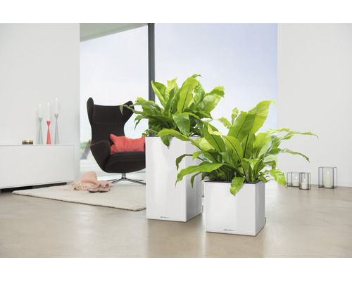 Twee vierkante plantenbakken met groene planten in een lichte ruimte met fauteuil en tapijt.