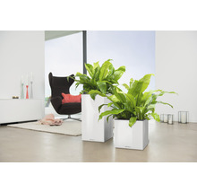 Twee witte plantenbakken met planten in een lichte ruimte.