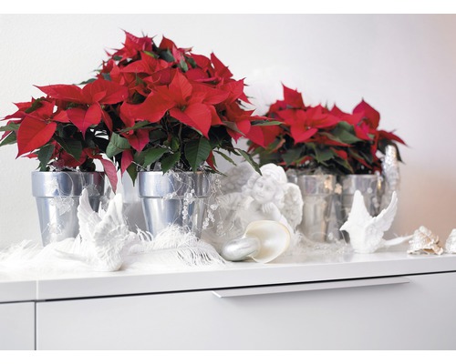 Kerstster in zilverkleurige bloempotten als decoratie op een dressoir