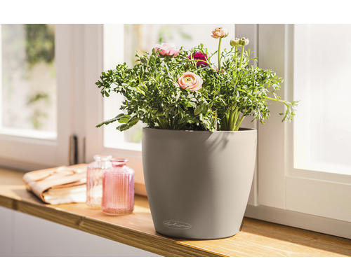 Ranunculus in een Lechuza bloempot op een vensterbank
