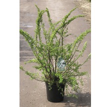 FLORASELF Spierstruik Spiraea nipponica 'Snowmound' potmaat Ø 29,0 cm H 80-100 cm