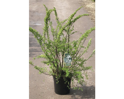 FLORASELF Spierstruik Spiraea nipponica 'Snowmound' potmaat Ø 29,0 cm H 80-100 cm Sierstruik in pot