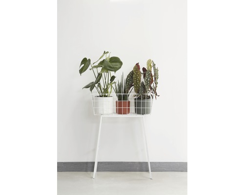 Decoratieve kamerplanten op een plantenstandaard binnenshuis