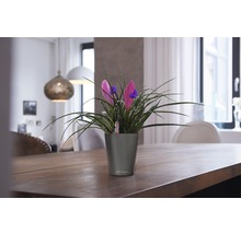 Kamerplant met roze bloemen in grijze bloempot op een houten tafel