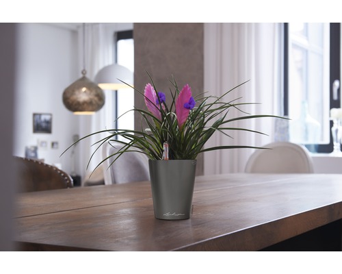 Kamerplant met roze bloemen in grijze bloempot op een houten tafel