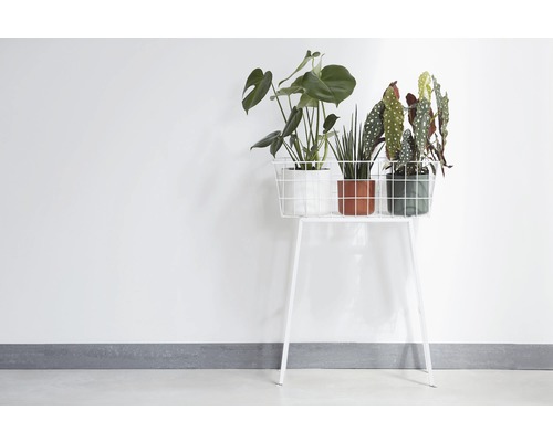 Plantenstandaard met kamerplanten in potten op een plank