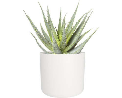 Aloë Vera plant in een pot