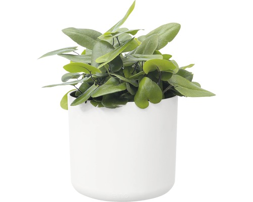 Hartjesvaren plant in witte pot