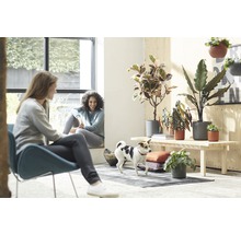 Lichte kamer met twee vrouwen, een hond en diverse kamerplanten in potten op een houten tafel.