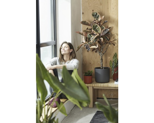 Licht interieur met vrouw bij het raam en diverse kamerplanten in potten op een bank.