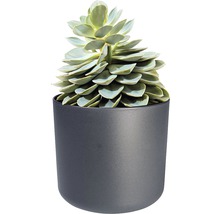 Vetplant in een plantenbak